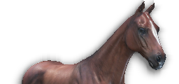 Tyal Horse